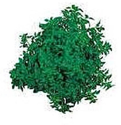 VibeX ® VLR-26 Little-Leafed Fino Verde Basil Seed(1000 per packet)