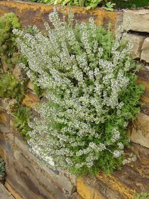 VibeX VVI-55 - French Thyme - (1350 Seeds) Seed(1350 per packet)