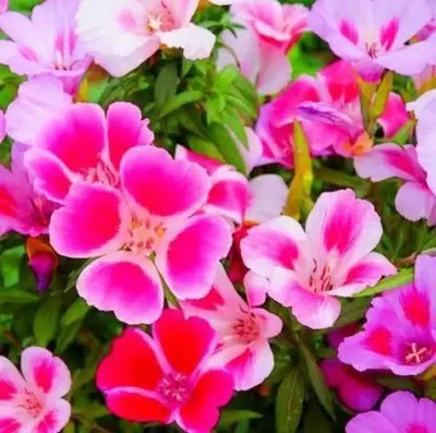 MAA Clarkia Seed(112 per packet)