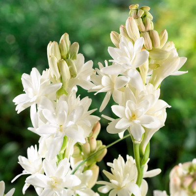 SeedsVally Tuberose bulbs ,rajnigandha double petal all season hybrid Seed (10 per packet) Seed(10 per packet)