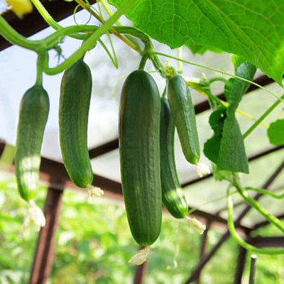 isarkars Hybrid Cucumber seeds desi, Kakari sosa Seed(20 per packet)