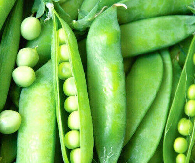 Qualtivate PUA-7A Super Sugar Snap Pea Seeds Seed(200 per packet)