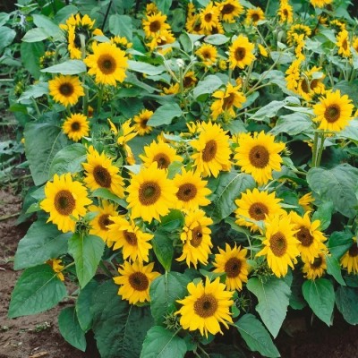 Sunway सूरजमुखी/सूर्यमुखी/ Sunflower Plant Surajmukhi Seed(50 per packet)