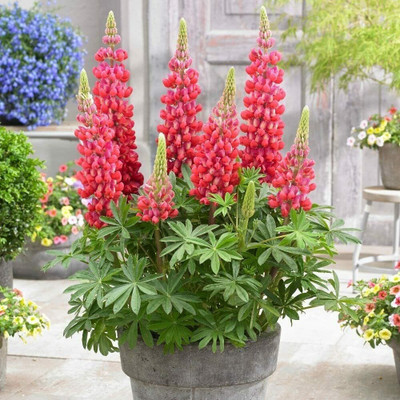 Aywal Lupin Pixie Dwarft Mixed Flower Seed(5 g)