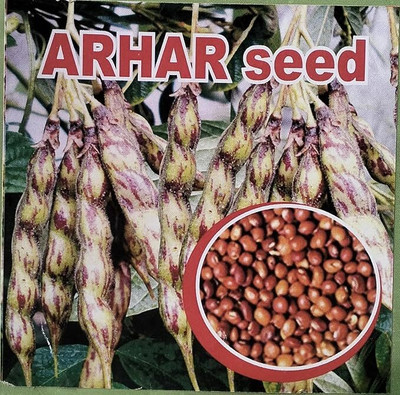 STOKIYA HYBRID 200gm hybrid arhar dal/Red gram/toor seeds highest yield variety early Seed(200 g)