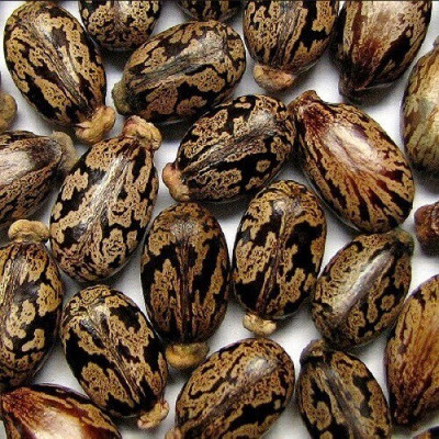 Shiv-Shakti Group castor Seed(10 per packet)