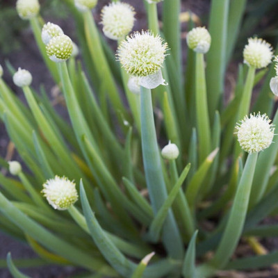 WILLVINE Welsh Onion - White-[400 Seeds] Seed(400 per packet)
