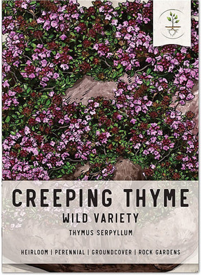 CYBEXIS XLL-18 - Creeping Thyme-Thymus Serpyllum - (1350 Seeds) Seed(1350 per packet)