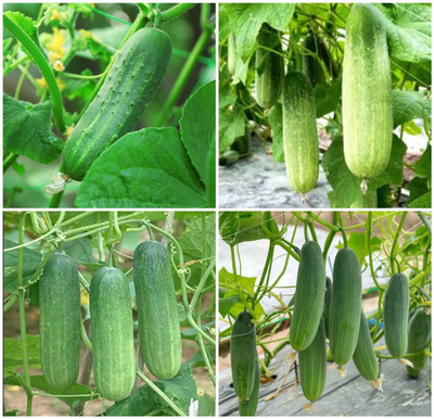 EcoFusion Hybrid cucumber seeds Seed(20 per packet)