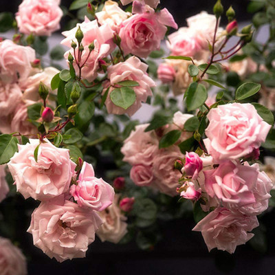 CYBEXIS LX-47 - Climbing Rose - White Roses - (300 Seeds) Seed(300 per packet)
