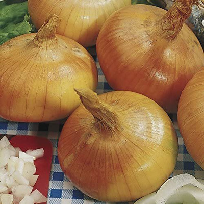 VibeX PUAS-77 - Walla Walla Sweet Onion - (13500 Seeds) Seed(13500 per packet)