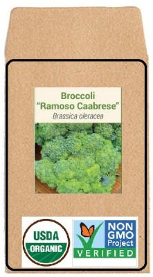 KNESSiN Broccoli Seed(1250 per packet)