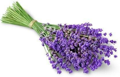 the green dotcom Lavender Seed(105 per packet)