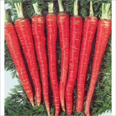 Aywal Baby Carrots , Shin Kuroda Seed(75 per packet)