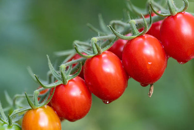 clause tomato Seed(85 per packet)