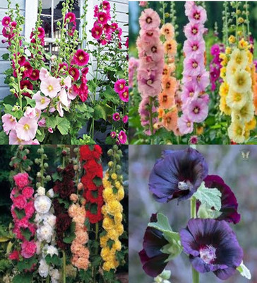 ibains Hollyhock flower seeds beej 7 Seed(7 per packet)