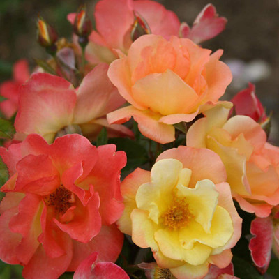 CYBEXIS GUA-32 - Climbing Roses - (100 Seeds) Seed(100 per packet)
