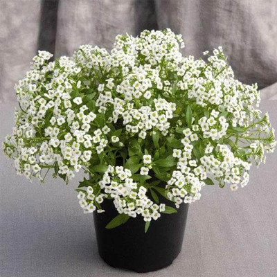 Greenfall Alyssum Flower Seed(80 per packet)