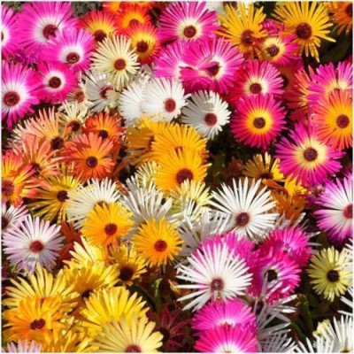 CYBEXIS Garden Ice Plant Seeds Seed(50 per packet)