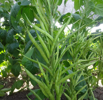 DMS Global Seeds Cluster Beans Seed(200 per packet)