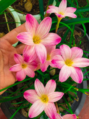 Seedsilk Red White Rain Lily All Season Flower Bulbs Seed(5 per packet)