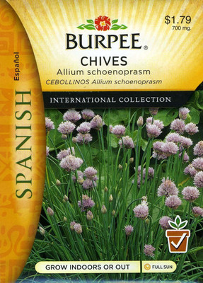 CYBEXIS HUA-99 - Chives - (250 Seeds) Seed(250 per packet)