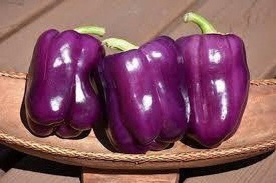 Clint ROYAL SPICE: THE PURPLE CAPSICUM CHRONICLES Seed (50 per packet) Seed(50 per packet)