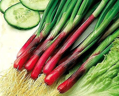 WILLVINE KGF -IV Red Beard Japanese Bunching Onion [2.5g] Seed(1500 per packet)