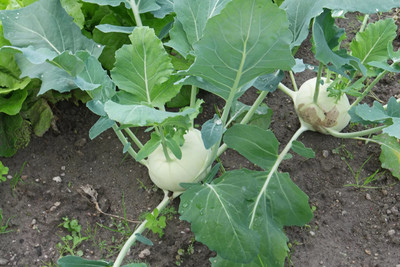 WASP गांठ गोभी (Ganth Gobhi) Knol Khol Seed(2000 per packet)