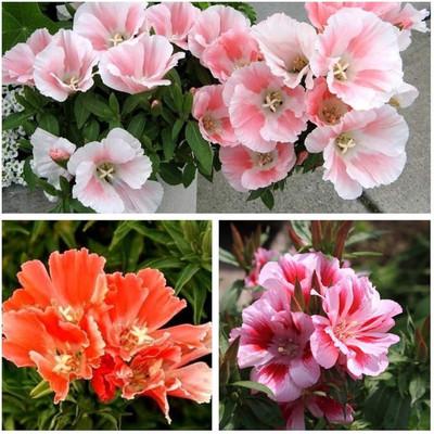 Lorvox All Season Exotic Clarkia Mix Flower Seed(120 per packet)