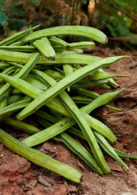 Quentova Cluster Beans (गवारफली)-7J-VISHVA Seed(100 per packet)