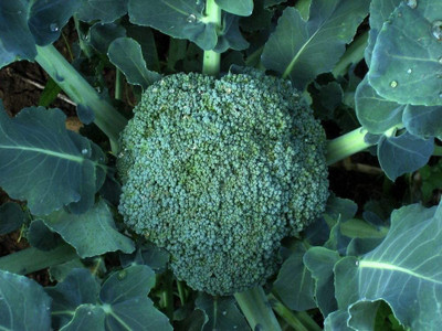 CYBEXIS Green Calabrese Broccoli Seeds 2000 Seeds Seed(2000 per packet)