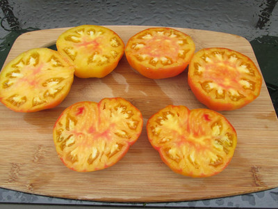 KNESSiN Open-Pollinated Tomato Hillbilly Seeds For Hydrophonics - (400 Seeds) Seed(400 per packet)