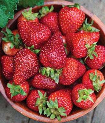 Oliver best Quality strawberry fruit seeds Seed(99 per packet)