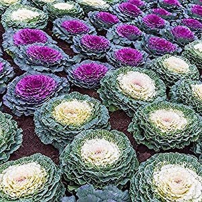 Aywal Imported Ornamental Kale Flower Seed(150 per packet)