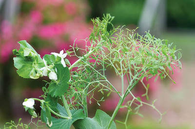 VibeX LXI-90 - Masterpiece Pea - (100 Seeds) Seed(100 per packet)