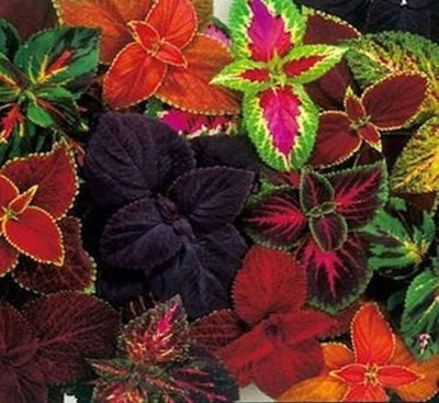 Aywal Coleus Rainbow Mixed Variety Quality Seed(80 per packet)