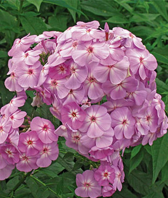 CYBEXIS Phlox, David's Lavender100 Seeds Seed(100 per packet)