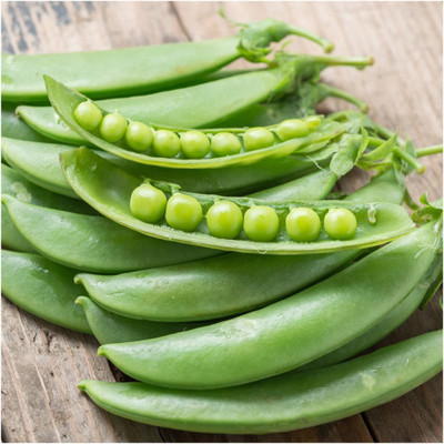 WILLVINE XLL-440 Sugar Sprint Snap Pea Seeds Seed(50 per packet)
