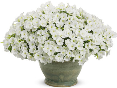 WHADE White Petunia Seed(70 per packet)