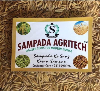 Sampada Pusa Basmati Paddy Seeds 1692 | Dhan, Rice Farming & Agriculture 1KG Seed(1 kg)