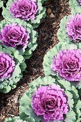 CYBEXIS Ornamental Cabbage, Ornamental Kale Seeds - Brassica oleracea Seed(1 g)