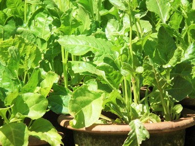 CHILLATAI Palak / Spinach / Pasalai Keerai Seed(500 per packet)