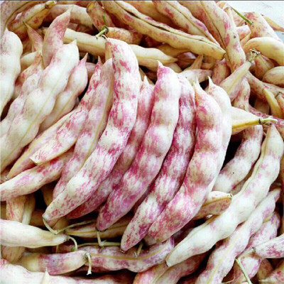 CYBEXIS Colorful Beans Vegetable Seed800 Seeds Seed(800 per packet)