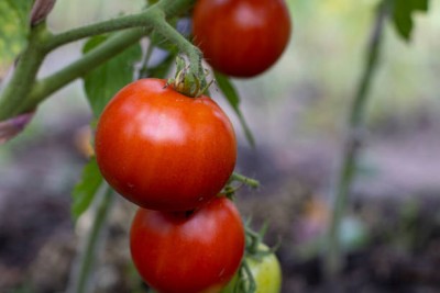 Greenery Seed Retail tomato Seed(30 per packet)