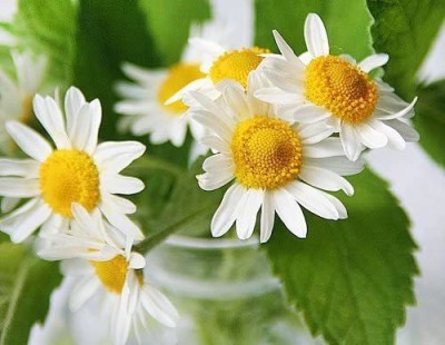 CYBEXIS XLR-91 - Chamomile German - (750 Seeds) Seed(750 per packet)