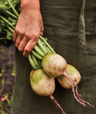 CYBEXIS TLX-92 - Watermelon Radish - (2250 Seeds) Seed(2250 per packet)