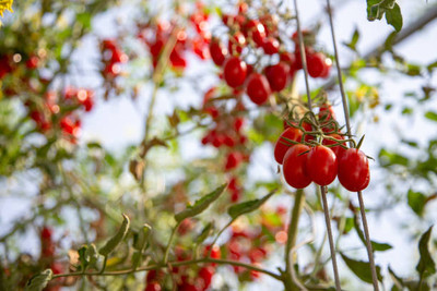 Jungli Brinjal seed tomato Seed(135 per packet)