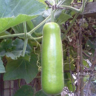 CYBEXIS Heirloom Bottle Gourd Seeds 100 Seeds Seed(100 per packet)