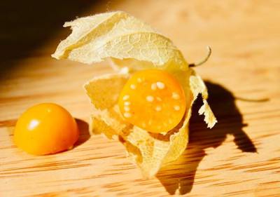 QALANDAR Golden/Cape Gooseberries (Physalis peruviana) Seed(100 per packet)